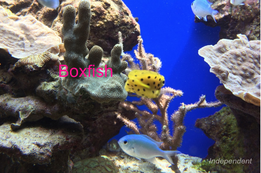 ハコフグ　boxfish