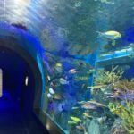 DMMかりゆし水族館のアクセス・割引チケット・周辺観光を解説！沖縄雨の日観光にもおすすめ